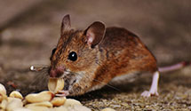 24 Hour & Emergency Exterminators in Bart, PA
